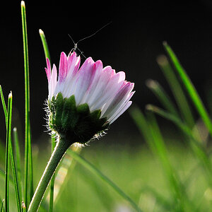 FLOWER 2