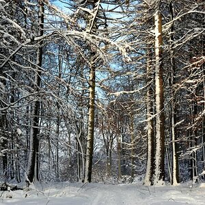 Winterwald 01