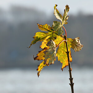 Testbild D7000