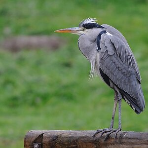 Reiher