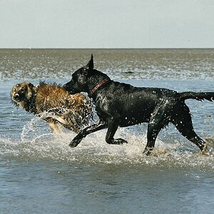dorum2002 hunde
