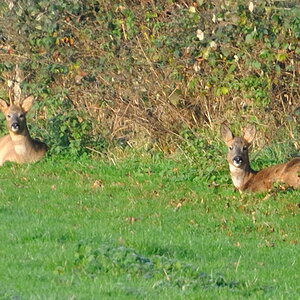 Rehe am Sonntag morgen