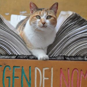 15.11.10 Katze sitzt in einem Buch in einem Geschäft in Valparaiso