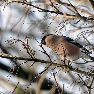 bird5
