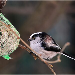 bird9
