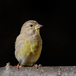 Grünling