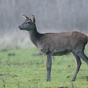 Hirsch0816