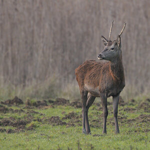 Hirsch0818b