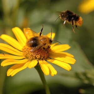 DSC 1400 
Besetzt !   
Typische Abwehrhaltung einer Hummel.  
D 70s + AF Nikkor 28-105 mm 3.5-4.5 D   
105mm f 5,6, 1/800, Iso 200  
17.8.2010 14:41
