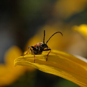 DSC 1408 
Unbekannter Käfer auf Schuhcremeblume.  
D 70s + AF Nikkor 28-105 mm 3.5-4.5 D   
105mm f 7,1, 1/800, Iso 200  
17.8.2010 14:45