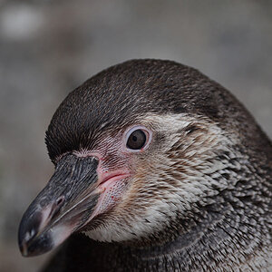pinguin1
