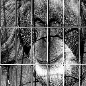 orang utan2