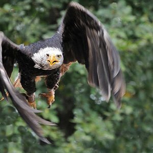 Seeadler 2x