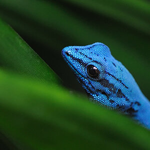 Türkis Gecko
Exotarium Zoo Frankfurt