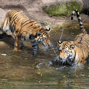 tiger