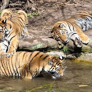 tiger