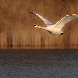 Schwan HME 7096 27. Februar 2010 001