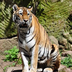 tiger