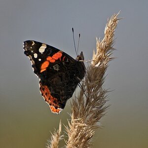 comp DSC 2313p