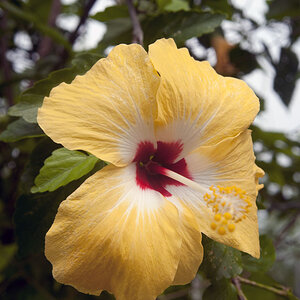 Hibiskus auf den Trobriands