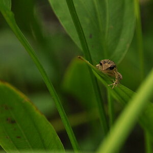 Laubfrosch 01