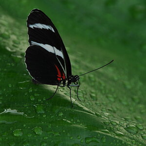 Schetterling 01