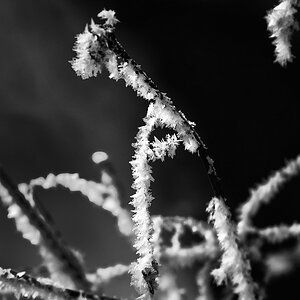 comp DSC 5167 3249Winter