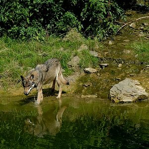 Wolf DSC 6322