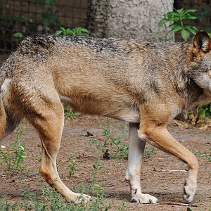 Wolf
Tierpark Neumünster