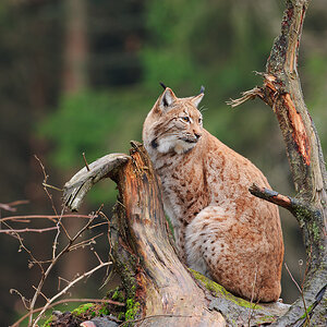 Luchs 10B 0130 21. November 2010 001