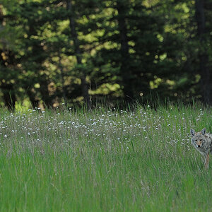 DSC4788 NF-F
Kojote an der Lake Minnewanka Loop Road
Banff NP
