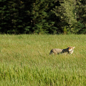DSC4932 NF-F
Kojote an der Lake Minnewanka Loop Road
Banff NP
