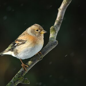 brambling1761 passig gemacht