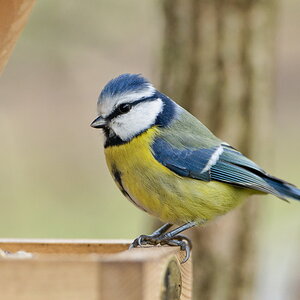 Blaumeise