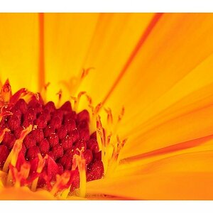 Makroblume