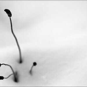 WinterDSC 0068