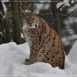 comp DSC 0128