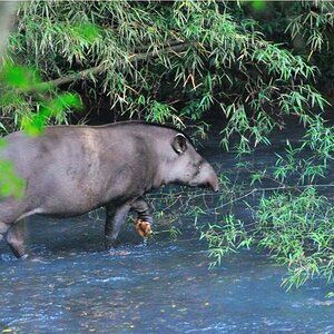 Tapir DSC 2063