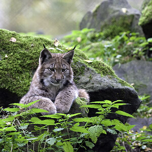 luchs 02