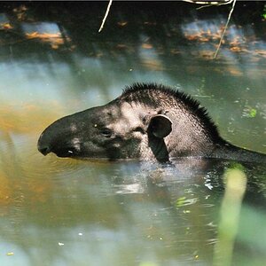 Tapir DSC 2084