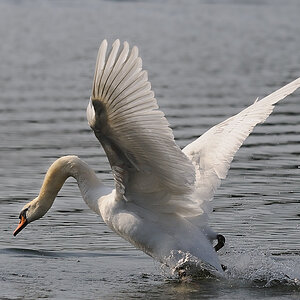 Schwan 
Kastenweiher 2009