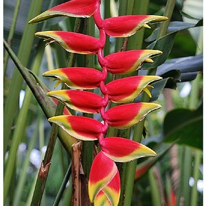 Blüte