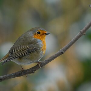 robin1106 hf