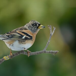 brambling1827 hf