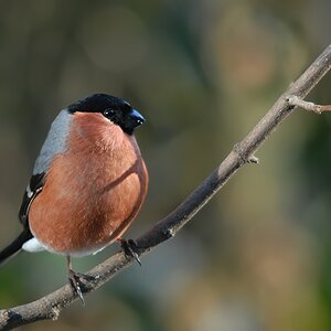 bullfinch1439 hf