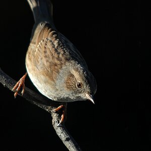 dunnock1322