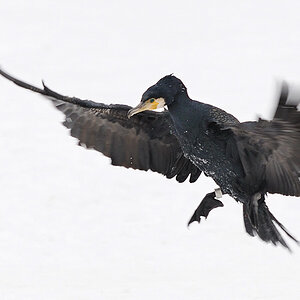 Kormoran
Tiergarten Nürnberg