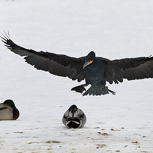 Kormoran
Tiergarten Nürnberg
