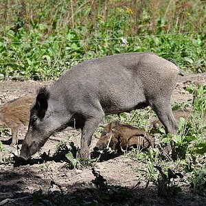 Wildgehege an der Waldau