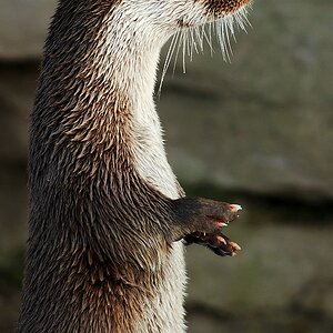 NFF Kölner Zoo  006 NFF